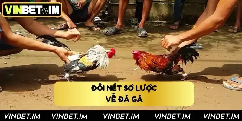 Đôi nét sơ lược về đá gà Vinbet Đôi nét sơ lược về đá gà Vinbet