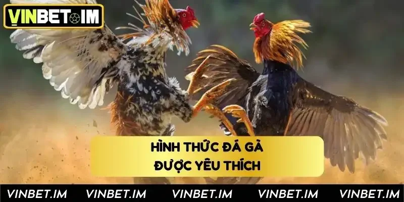 Những hình thức đá gà tại Vinbet được yêu thích nhất Những hình thức đá gà tại Vinbet được yêu thích nhất