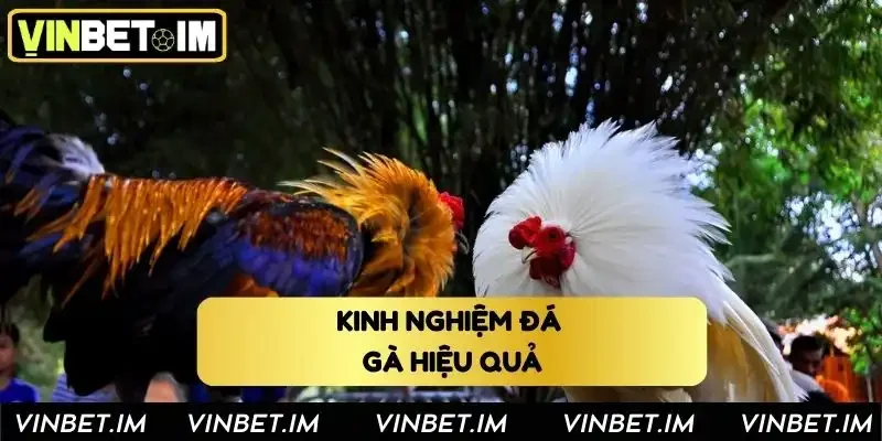 Kinh nghiệm đá gà Vinbet hiệu quả cho người mới Kinh nghiệm đá gà Vinbet hiệu quả cho người mới