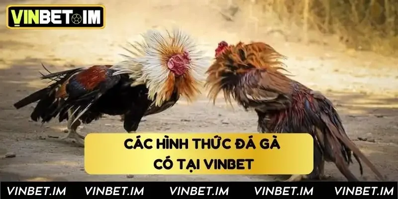 Các hình thức đá gà có tại Vinbet Các hình thức đá gà có tại Vinbet
