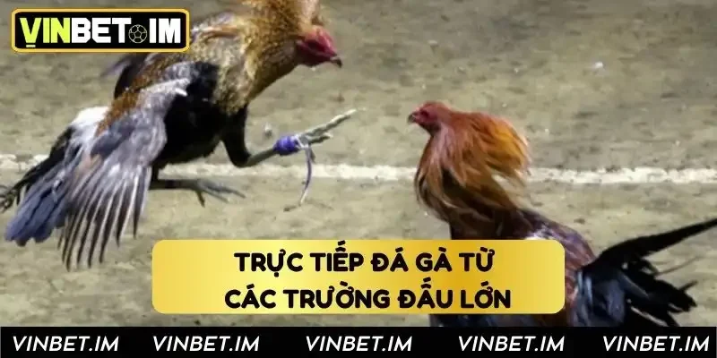 Vinbet.im | Nhà Cái Đà Gà Trực Tiếp Full HD, Đa Dạng Kèo Trực tiếp đá gà từ các trường đấu lớn