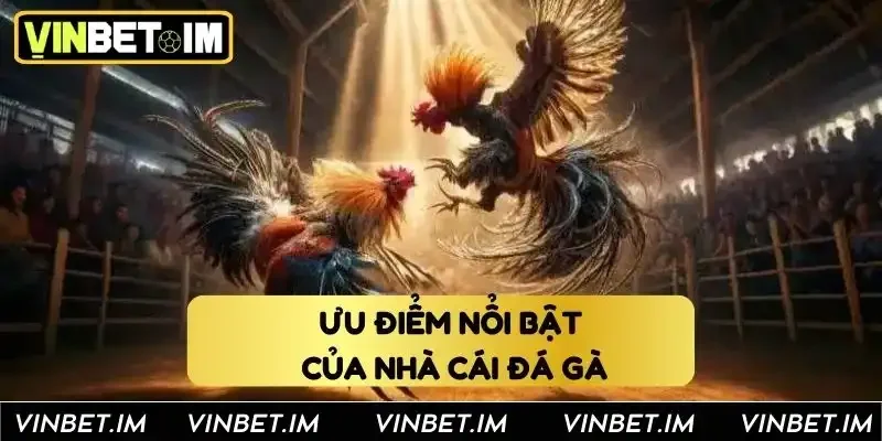 Ưu điểm nổi bật của nhà cái đá gà Ưu điểm nổi bật của nhà cái đá gà