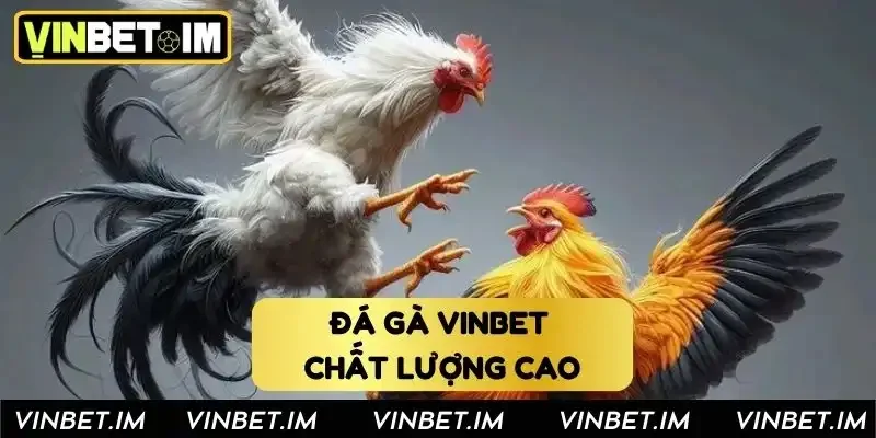 Đá gà Vinbet chất lượng cao